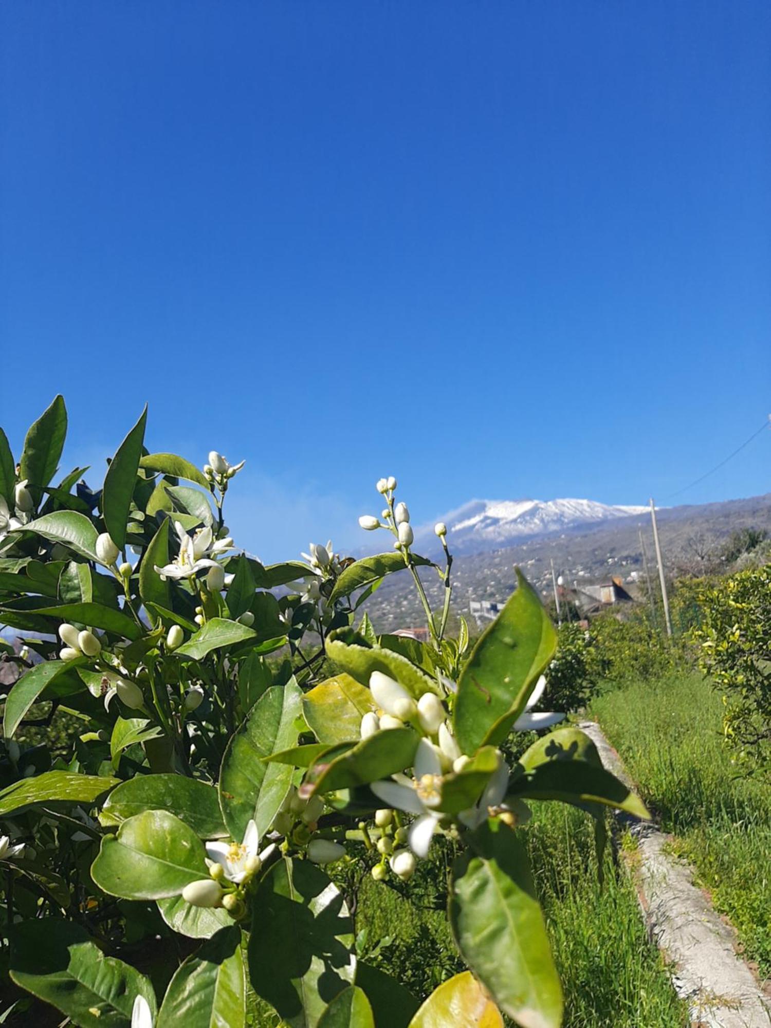Zagara Villa Mascali Bagian luar foto